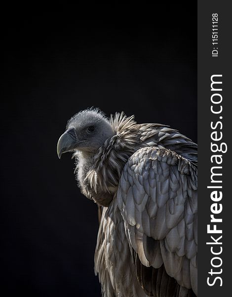 Closeup Photo of Vulture