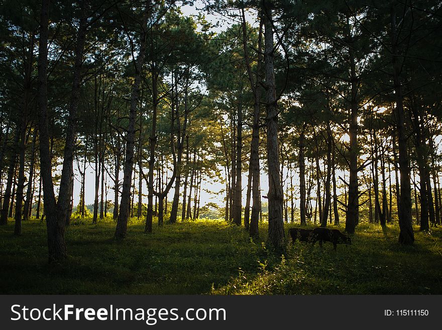 Photo of Trees and Green Grass