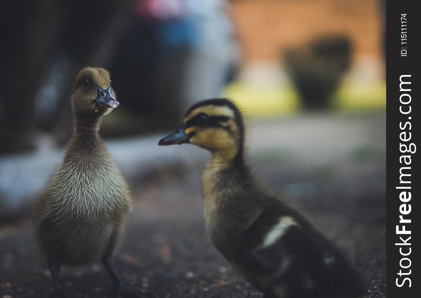 Selective Focus Photography of Ducks
