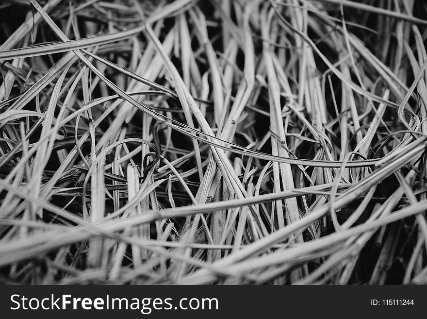 Gray Scale Photography of Grasses