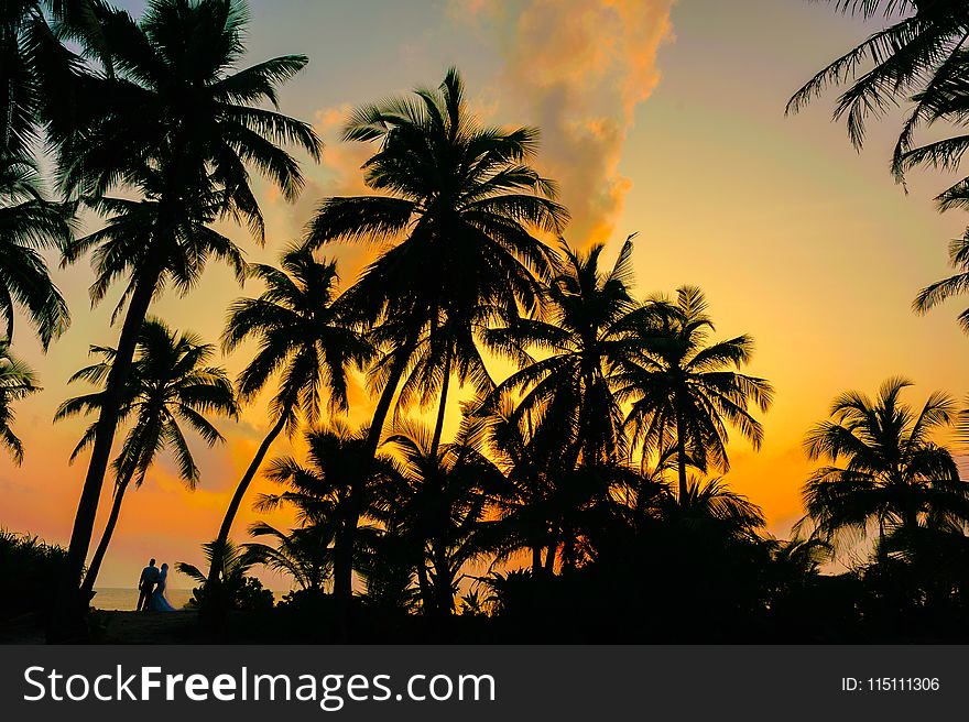 Coconut Tree during the Horizon