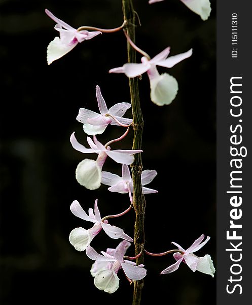 Photo of White Flowers