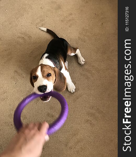 A little puppy with a pink toy keeping in. A little puppy with a pink toy keeping in