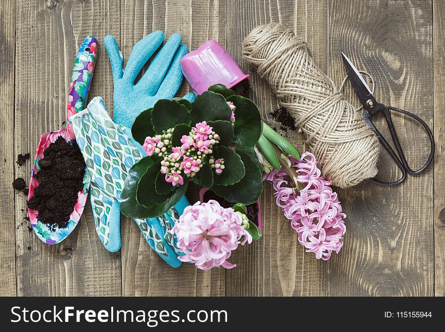 Gardening spring concept with pink calanchoe and hyacinth and tools on black chalkboard. Copy space. Top view.