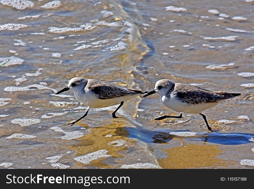 Two small birds on coast