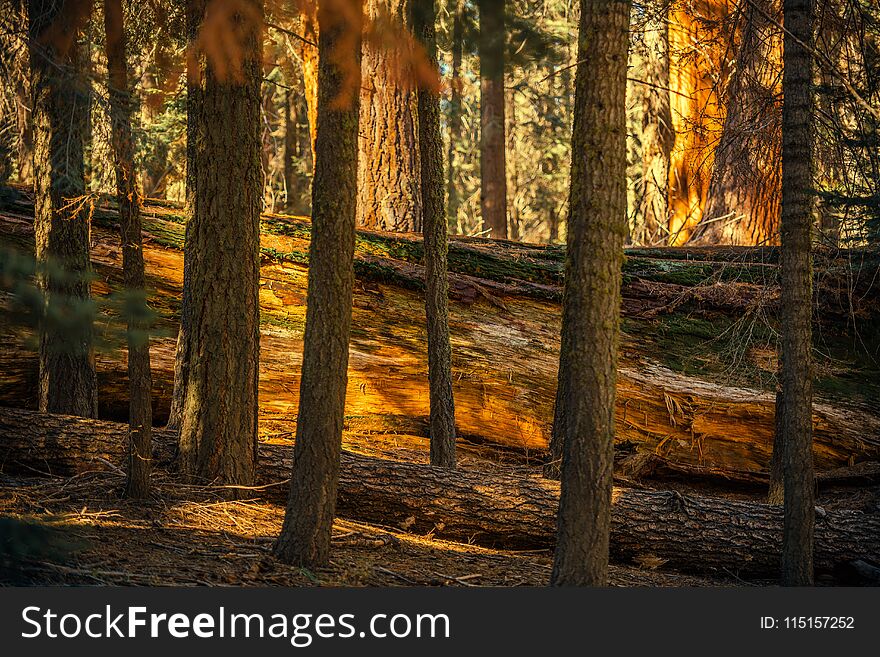 Fallen Giant Sequoia Between Trees in the Ancient Forest of Sierra Nevada Mountains. Fallen Giant Sequoia Between Trees in the Ancient Forest of Sierra Nevada Mountains.