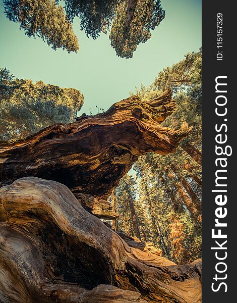 Giant Sequoia Ancient Forest in the Sierra Nevada Mountains, California United States of America. Vertical Photo.