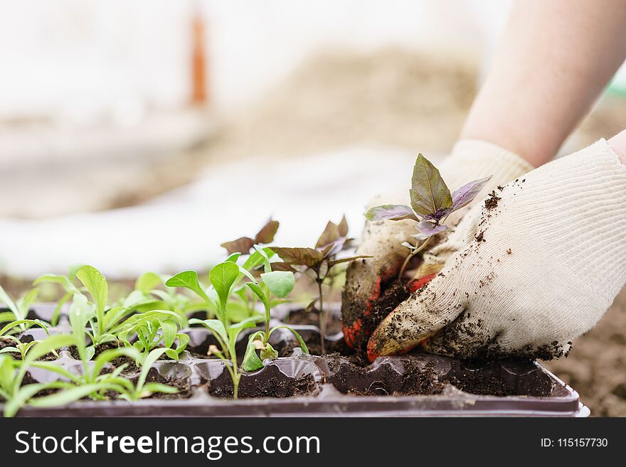 Hands holding beautiful purple basil plants with ground and roots. They are ready for planting in the ground in a greenhouse