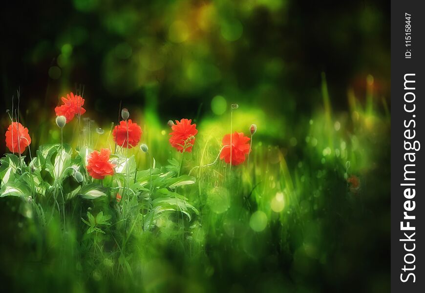 Red Poppies On The Dark Blur Green Background