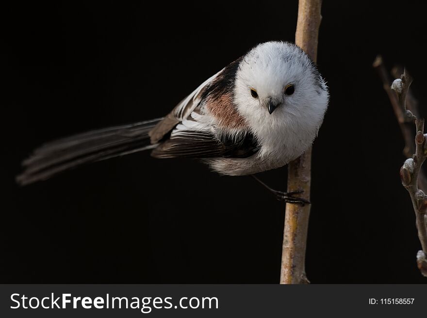 Long-tailed tit Aegithalos caudatus sitting on a branch in germany