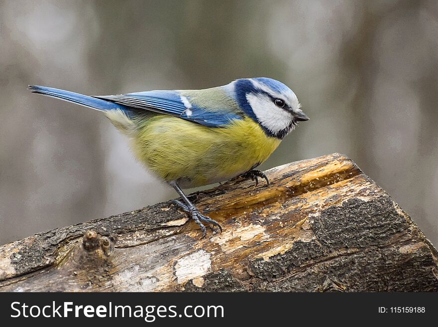 Blue tit, Cyanistes Caeruleus, stand on a trunk of tree. Blue tit, Cyanistes Caeruleus, stand on a trunk of tree