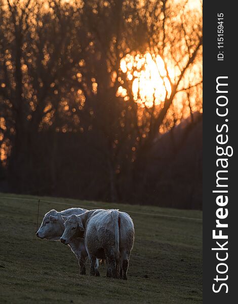 Evening sunset with cattle in a pasture in germany