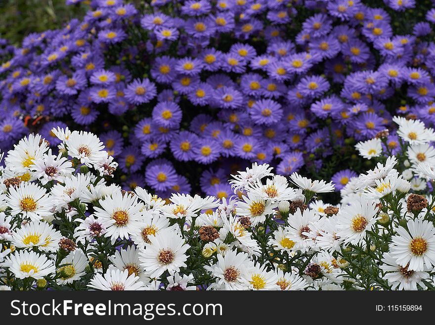 Blue and white flowers in a park