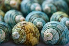 Close Up View Of Decorative And Colourful Sea Shells Stock Photography