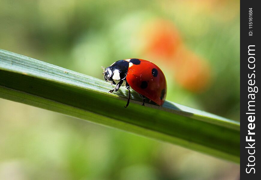 One red ladybug on green grass. One red ladybug on green grass