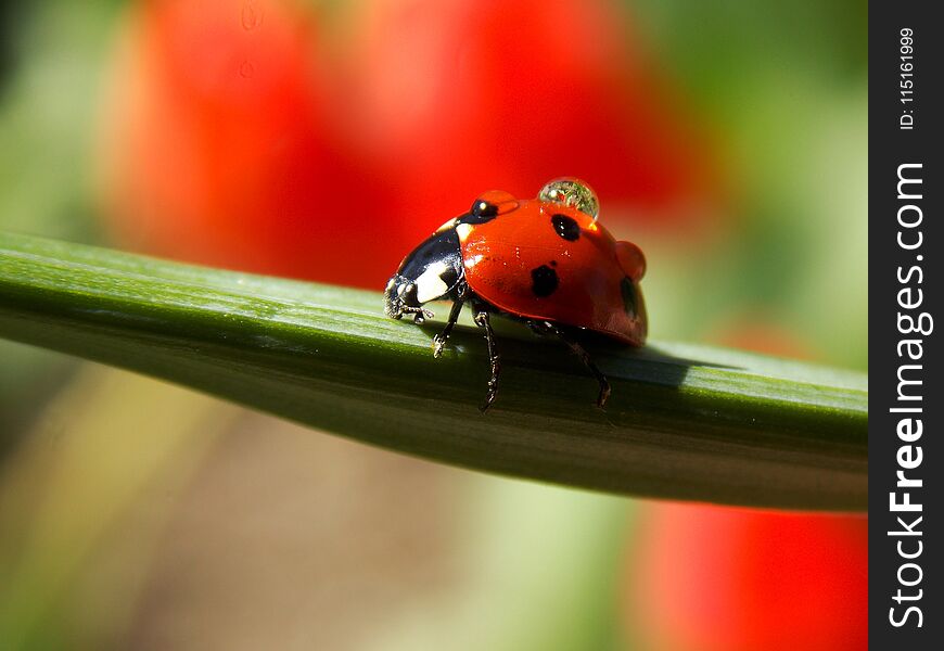 Ladybug On Grass And Drops Of Rain