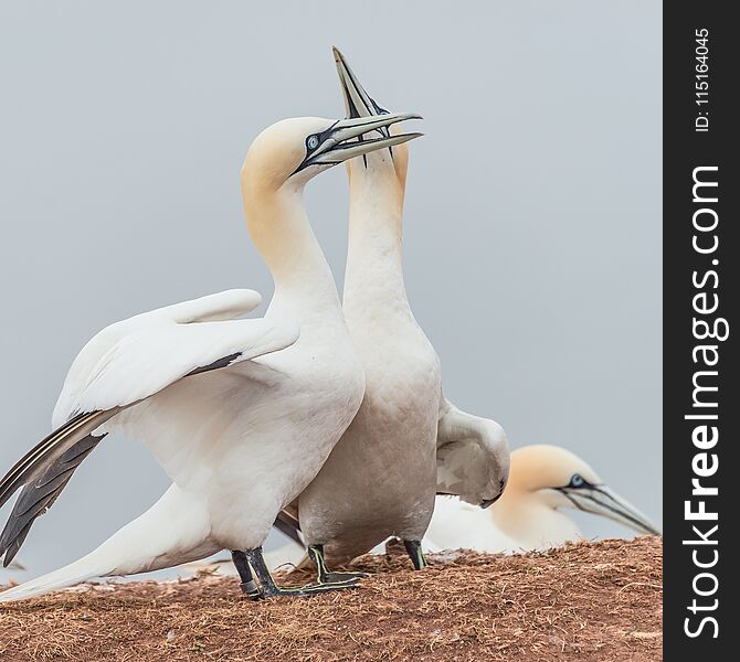 Behavior of wild migrating gannets at island Helgoland, Germany, summer