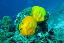 Beautiful And Diverse Coral Reef With Fishes Of The Red Sea In Egypt Royalty Free Stock Photos
