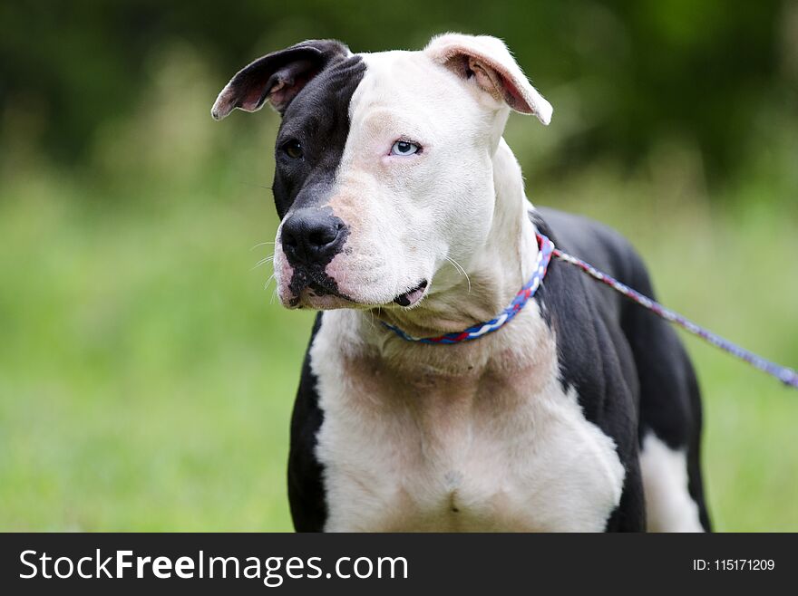 White and Black Pitbull dog with blue eye, pet rescue adoption photography