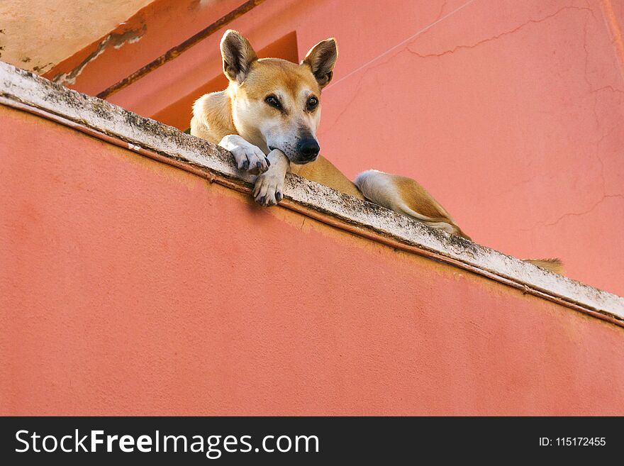 Blonde dog lying on the floor of his owner village house. Blonde dog lying on the floor of his owner village house