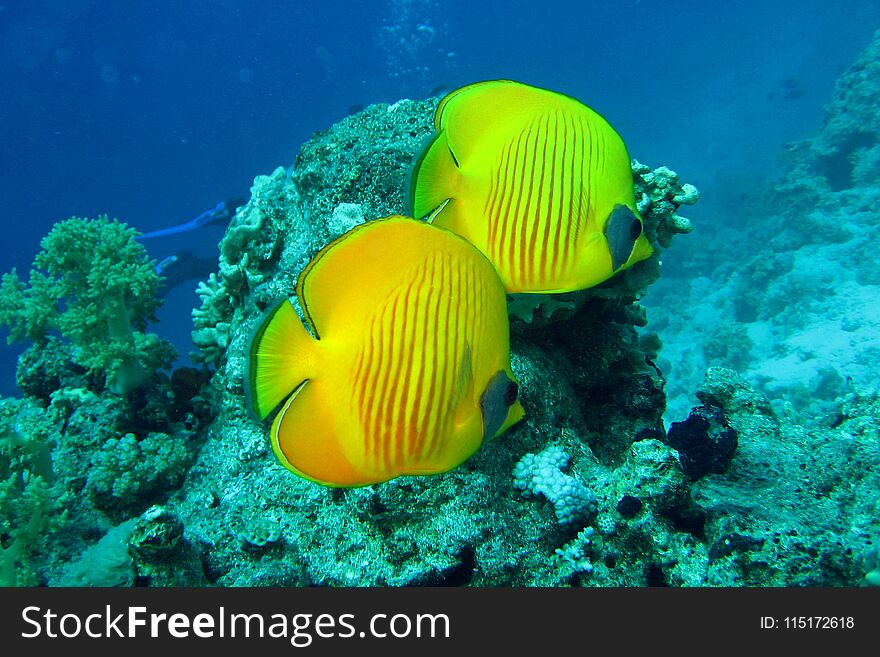 Beautiful and diverse coral reef with fishes of the red sea in Egypt, shooting under water