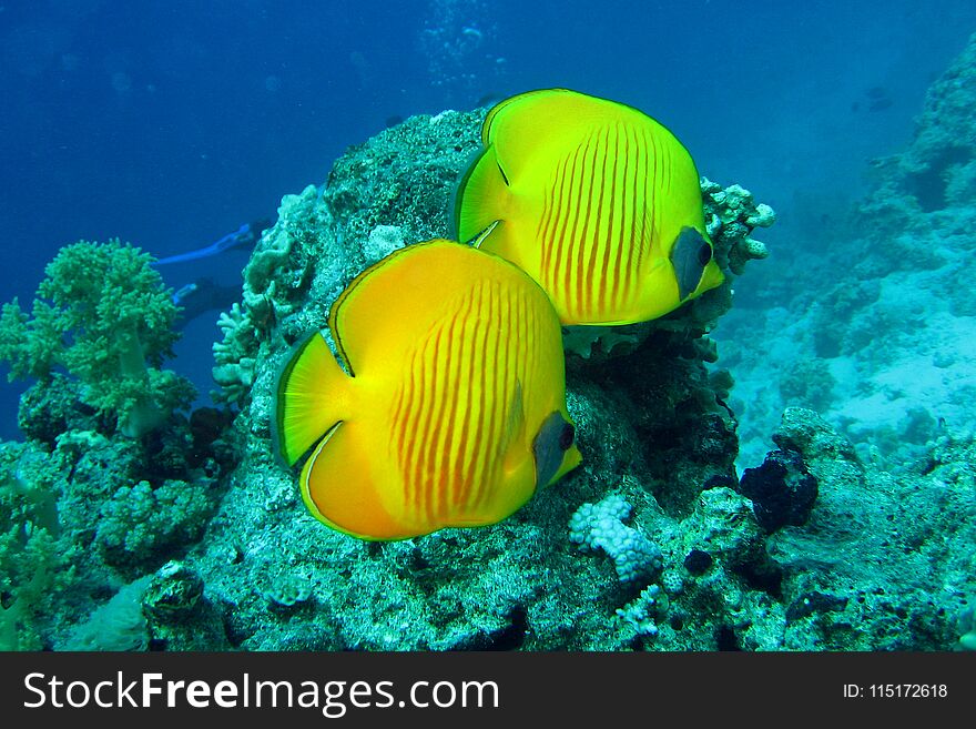 Beautiful And Diverse Coral Reef With Fishes Of The Red Sea In Egypt