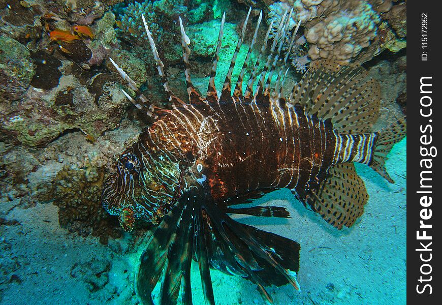 Beautiful and diverse coral reef with fishes of the red sea in Egypt, shooting under water