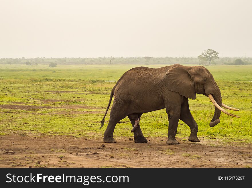 Huge elephant isolated on the trail in the savannah of Amboseli Park in Kenya