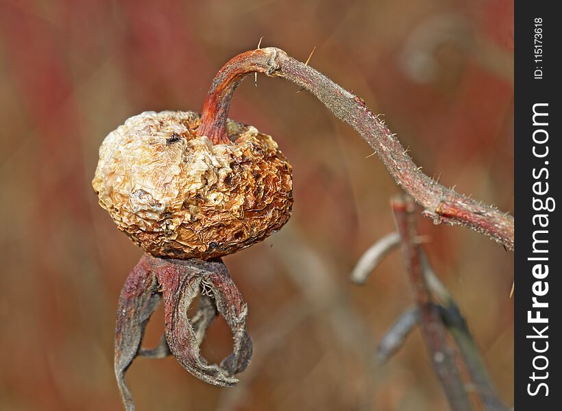 Old rose hip from last year.Old rose hip from last year.The berry is dry and has a wrinkled appearance.