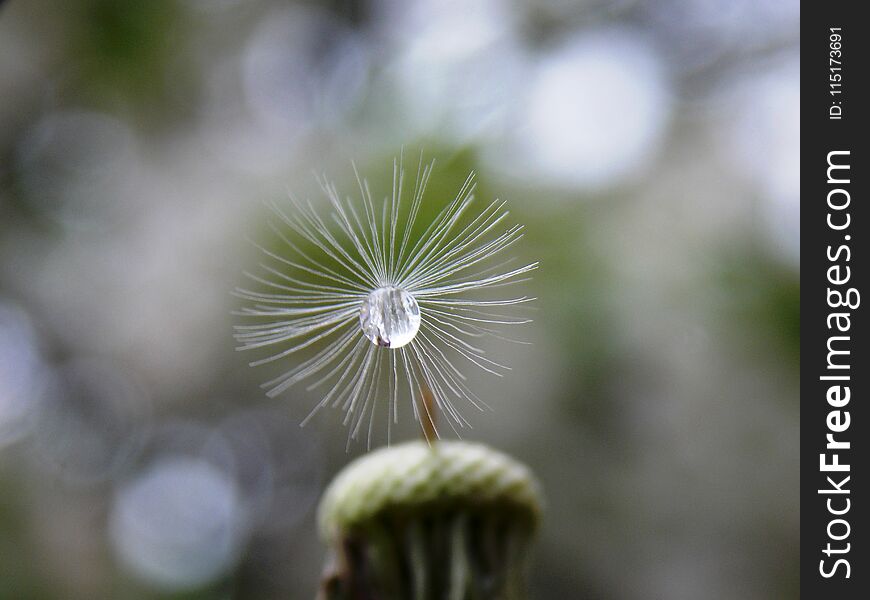 Drop on dandelion seed