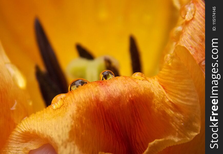 Raindrops on the petals of a tulips