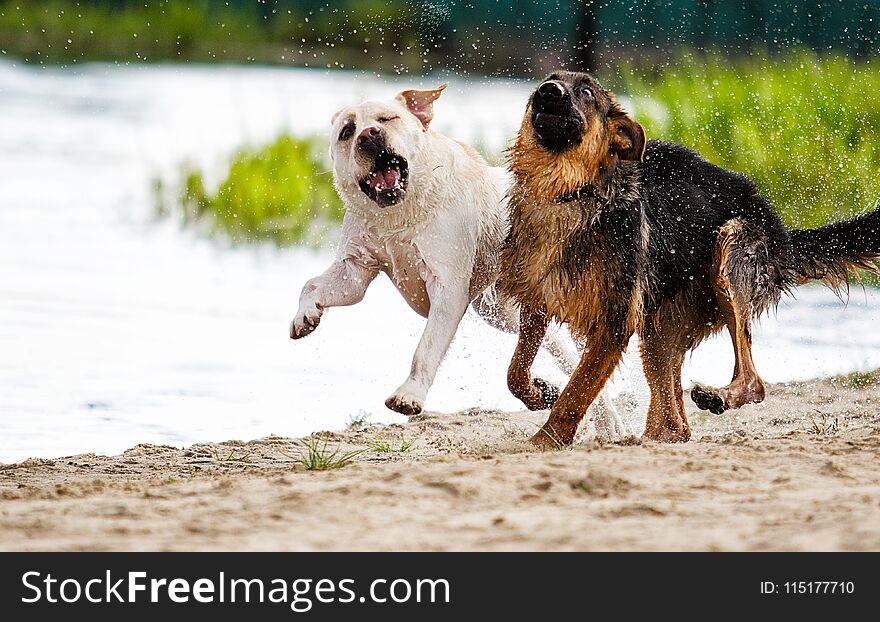 Dog labrador and shepherd dog on the beach