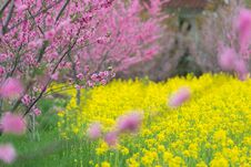 Yellow Canola Flower Field,full Blooming. Royalty Free Stock Image Yellow Canola Flower Field,full Blooming. Royalty Free Stock Image