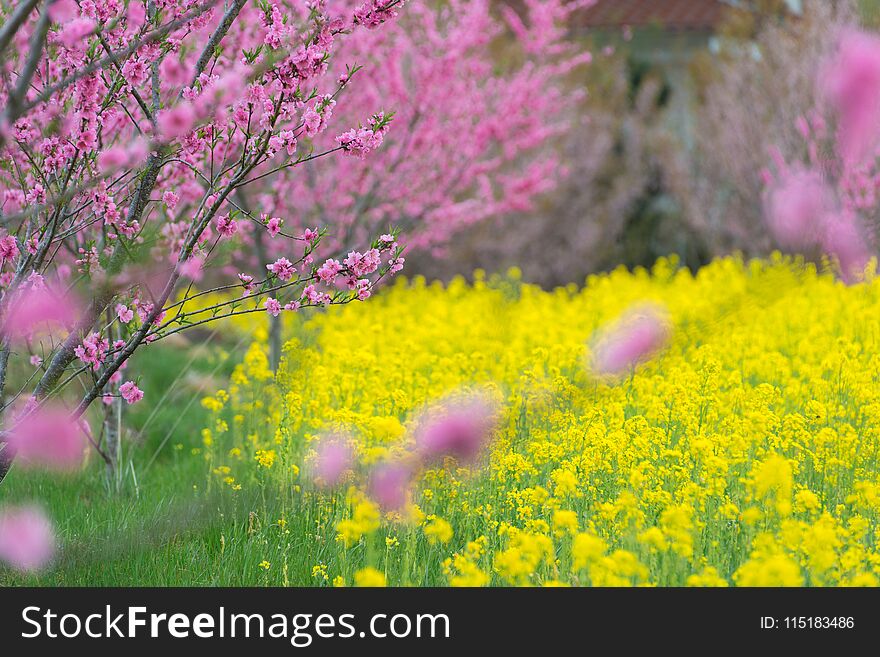 Yellow Canola Flower Field,full Blooming.