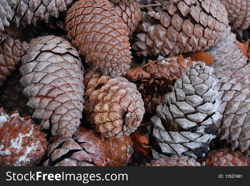 Collection of brown pine cones. Collection of brown pine cones
