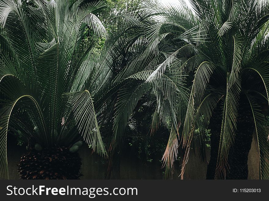 Green Leaf Palm Tree