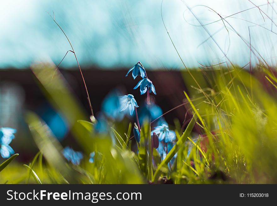 Selective Focus Photography Of Blue Petaled Flowers