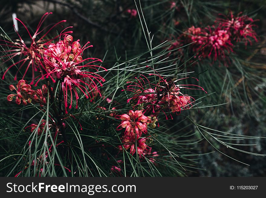 Close-up Photo Of Red Flower