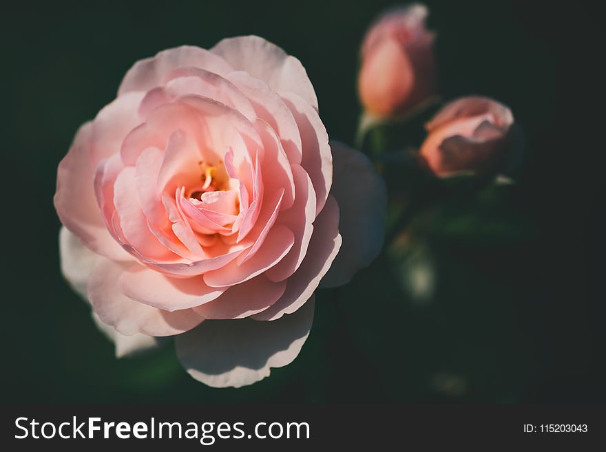 Pink Rose Closeup Photography