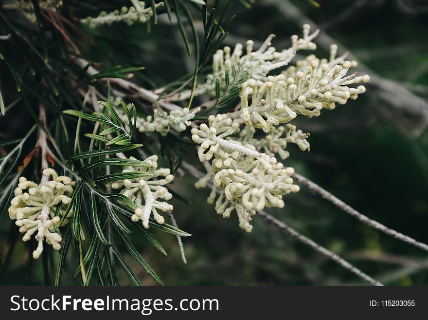 White Petaled Flower