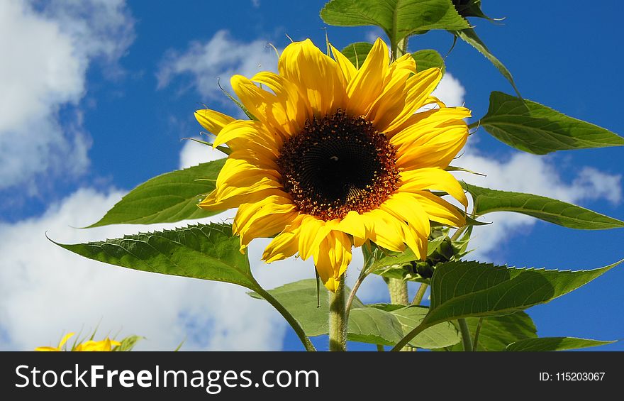 Photography Of Common Sunflower