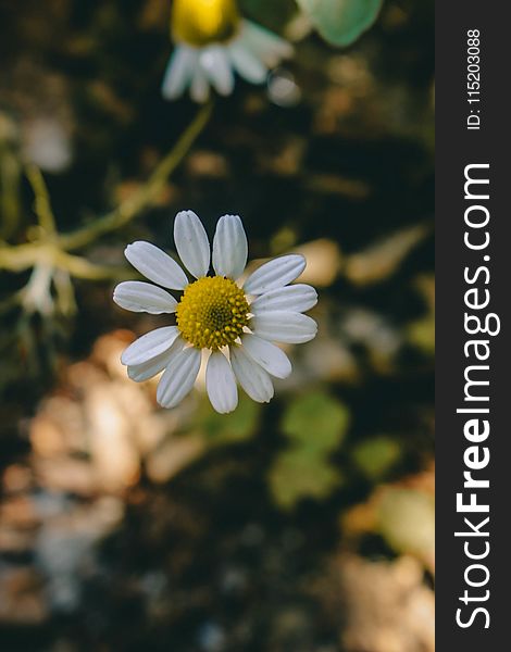 White Petaled Flowers