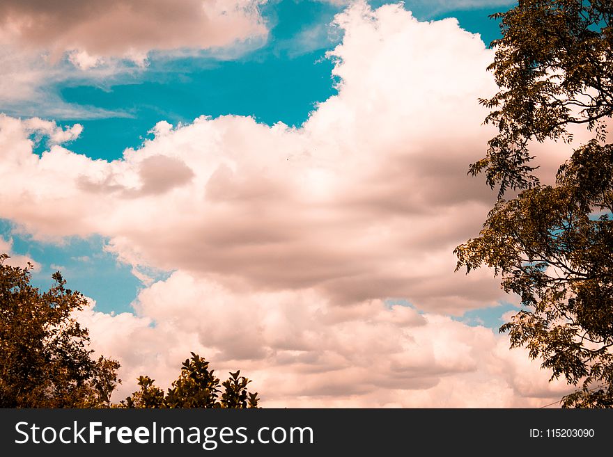 Green Tree Foliage With White Clouds Above It