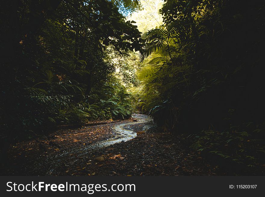 Scenic View of Forest