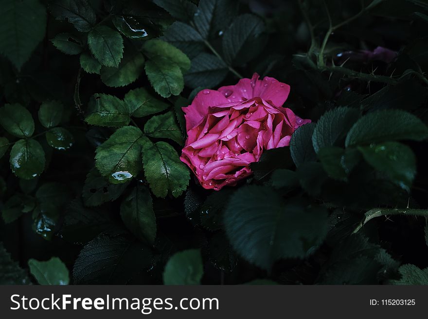 Close-Up Photography of Pink Flower Surrounded by Leaves