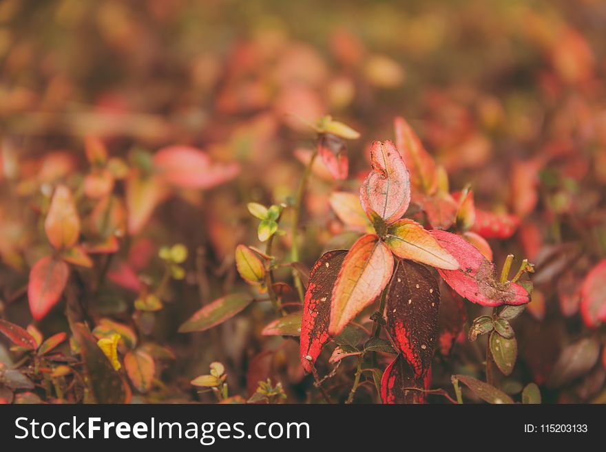 Selective Focus Photography of Leaves