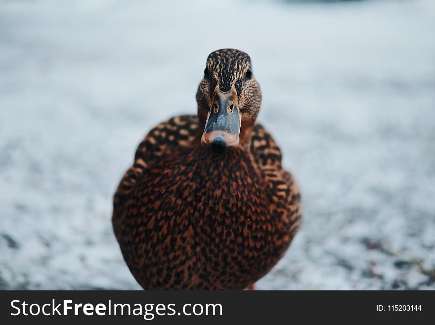 Close-Up Photography Of A Duck