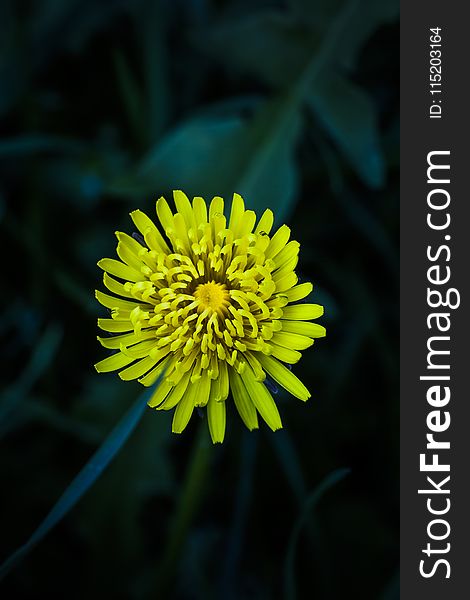Yellow Petaled Flower Selective-focus Photography