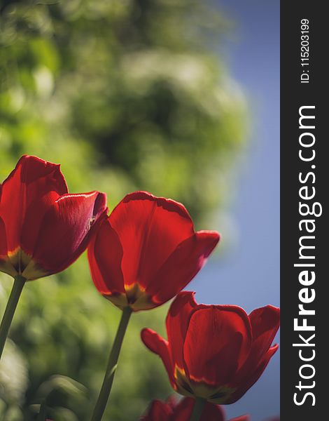 Selective Focus Photo Of Three Red Rose Flowers