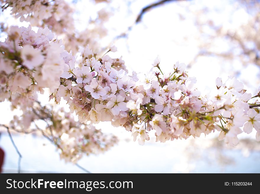 Closeup Photo Of Apple Blossom Flowers